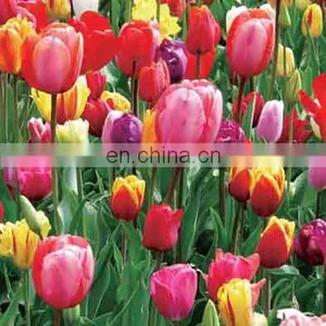 New Arrival Carton PET 40x40cm Lenticular 3D Poster With Frame thumbnail-1