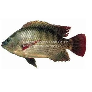 15% Off Discount for 2022 | Guarantee Free Sample Full Frozen Black Tilapia Fish 100% Natural Export Product IQF thumbnail-1