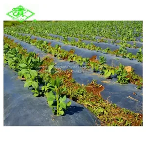 UV Resistant Ldpe Film Plastic Mulch Film Used for Agriculture Greenhouse or Gardening Crops thumbnail-1