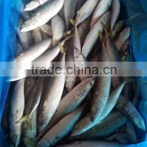 Pacific Mackerel New Coming Seafood thumbnail-6