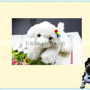 Beautiful Bright Pet Card Cheap Wholesale thumbnail-1