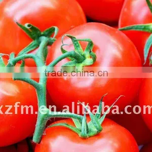 Tomato Paste in Standing Pouch thumbnail-1