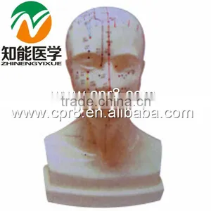 BIX-Y1013 Life Size Head Acupuncture Model thumbnail-1