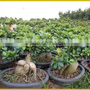S Shaped Ficus Ginseng Microcarpa Bonsai Tree Banyan Ficus Indoor Ornamental Decorative Plants Nursery thumbnail-5