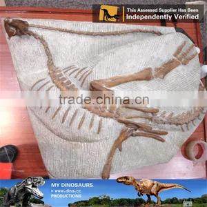 MY Dino-C097 Educational Fiberglass Dinosaur Skeleton Specimens thumbnail-6