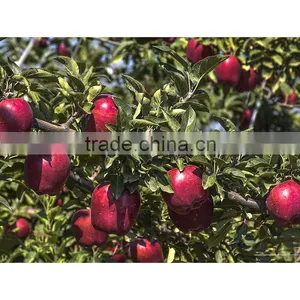 Common Cultivation Type and Apple Type Fresh Apples Fruit thumbnail-6