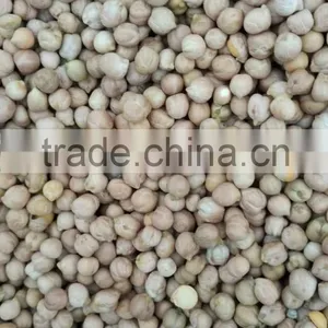 Chickpeas High Quality Chickpeas thumbnail-1