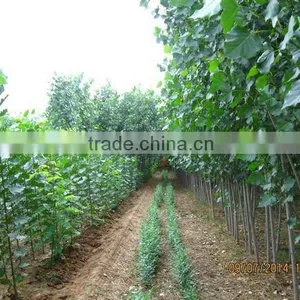 Ulmus Pumila L. Seedling thumbnail-2