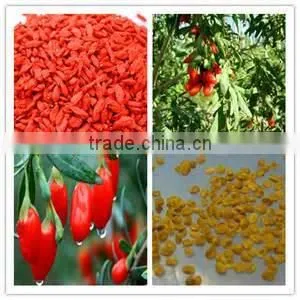 NQ1 Goji Seeds thumbnail-1