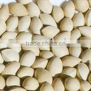 Ginkgo-nut thumbnail-1