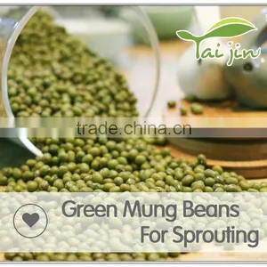 High Quality Green Mung Bean Sprout,grade a Green Mung Bean Price thumbnail-1