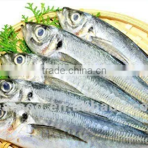 Frozen Sardine ,New Arrivals thumbnail-1