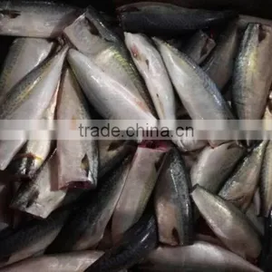 HGT Pacific Mackerel Scomber Japonicus Headless Gutted Tailess thumbnail-2