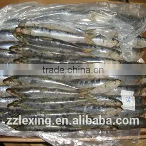 Good Quality Frozen Sardine for Bait thumbnail-3