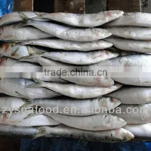 Sardinops Melanosticta Seafood Frozen Sardine thumbnail-1