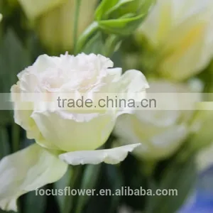 Export Direct Chinese Type Eustoma Wholesale thumbnail-1
