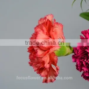 Unique Fresh Cut Flowers Colombia Carnations Wholesale for Parties thumbnail-3