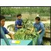 Chaffcutter thumbnail-2