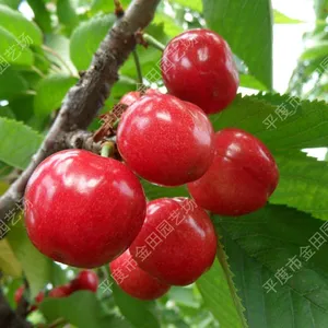 Russian Eight Cherry Seedling thumbnail-1