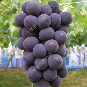 Summer Black Grape Seedlings Grape Vines thumbnail-1