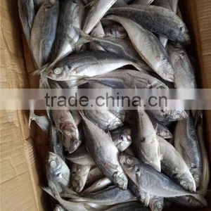 2015 New Coming Sea Frozen Horse Mackerel thumbnail-1