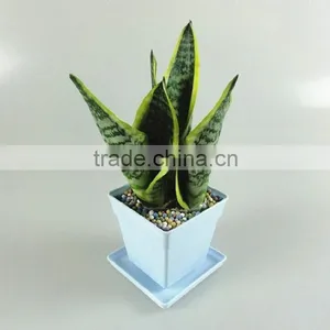 Suitable for Garden Beautification or Potted Sansevieria Plants thumbnail-2