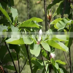 Magnolia Bark Extract( 95% Honokiol/95%Magnolol /98%Magnolol and Honokiol) thumbnail-1