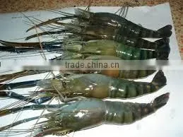 Fresh Water Prawns thumbnail-1
