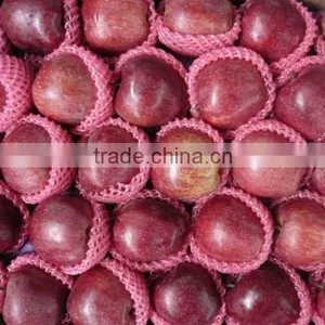 Perfect Fresh Apple Crop 2010 thumbnail-1