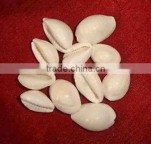 Porcelaneous (White) thumbnail-1