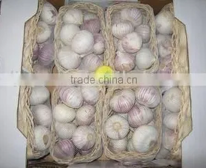 Normal White Garlic thumbnail-1