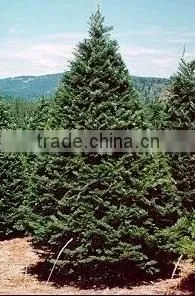 High Quality Abies Grandis Plant thumbnail-1