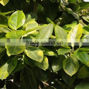 Ficus Elastica Roxb.'Schryver Iana' Tree Seedling thumbnail-2
