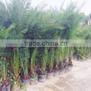 Good Price Date Palm in Bag thumbnail-1