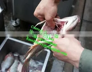 Fish Killer/fish Kill Machine/fish Viscera Removal Machine thumbnail-5