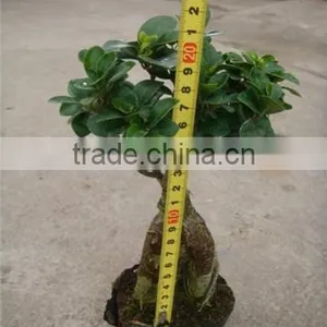 Ficumsicrocarpa Bonsai Genseng Ficus thumbnail-1