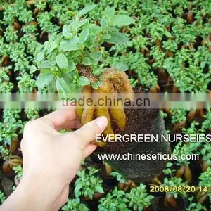 Ficus Microcarpa, Ficus Ginseng thumbnail-1