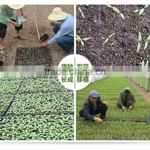 China Good Supplier Trade Assurance 353 Rice Seedling Tray thumbnail-4