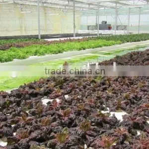Vegetable Greenhouse thumbnail-1