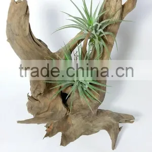 Hard Natural Driftwood for Aquarium ,reptile Decoration thumbnail-3