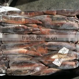 Dulse Seaweed of Illex Squid thumbnail-1