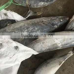 Seafrozen Sarda Sarda 1.5kg + thumbnail-4