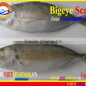 FROZEN BIGEYE SCAD WHOLE ROUND thumbnail-1