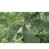 White Willow Bark thumbnail-1