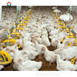 Poultry Farm Design With Bird Cage for Layers thumbnail-5
