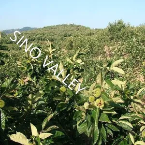 Bulk Fresh Raw Taishan Chestnuts Wholesale Leading China Exporter to Thailand Vietnam Organic Non-GMO Supplier Ecological Agriculture Japan Korea thumbnail-4