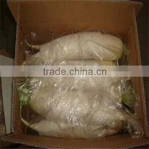 New Crop Fresh Radish From Shandong thumbnail-5