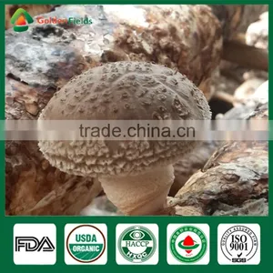 Mushroom Type Bulk Sale Nutritious Medicinal Fresh Dried Shiitake Mushroom Exporting Factory thumbnail-6