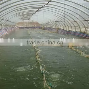 the Most Simple Fish Farming System in the Greenhouse thumbnail-1