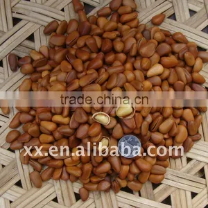 Pine Nut for Sale in Bulk thumbnail-1